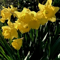 Daffodils  ablaze in the March sunshine 