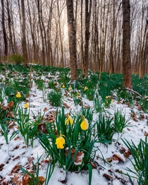Daffodils in snow Cuyahoga Valley National Park OH 