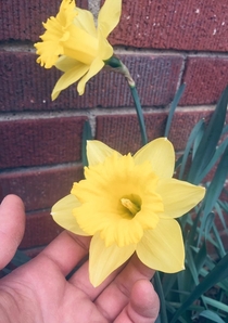 Daffodils Narcissus ssp in my garden that were planted by the last owner First blooms of the season Midwest 