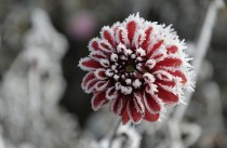 Dahlia edged with frost Germany 