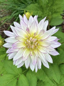 Dahlia is popping