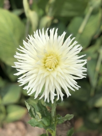 Dahlia White Star from my garden 