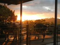 Dairy Farm North Queensland Australia 