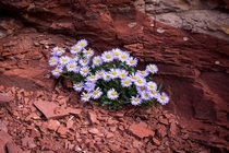 Daisies growing straight out of the rock at ft 