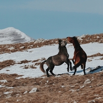 Dance into the  Bosnian feral horses 