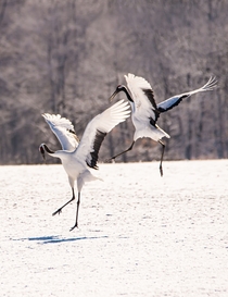 Dance of the cranes Photo credit to Birger Strahl