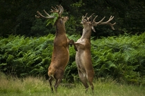 Dancing Deer in Richmond Park London 