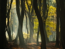 Dancing trees in the early morning light The Netherlands 