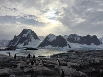 Danco Island Antarctica   x 