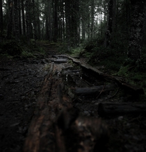 Dark forestSweden  mdmperspective