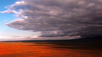 Dark rain cloud is taking over the poppy field Antelope Valley CA  ozamanyildirin