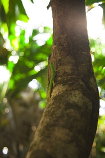 Day gecko in Valle de Mai on La Digue island Seychelles 