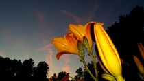 daylily at night 