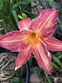 Daylily Hybridized by me Suggest a name if you can think of one