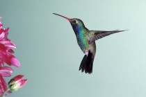 Dazzling Hummingbird 