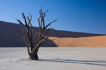 Dead Acacia tree in Dead Vlei Namibia 