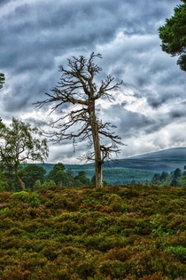 Dead Tree Cairngorms National Park Scotland 