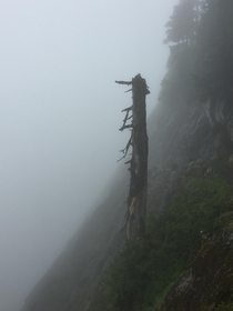 Dead tree growing up the hillside off of the Kendall Katwalk trail near Snoqualmie Pass in Washington on a foggy day 