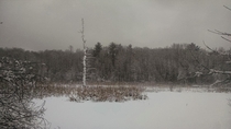 Dead tree in middle of frozen swamp Byfield MA 