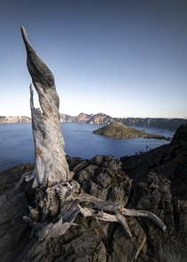 Dead Tree of Crater Lake 