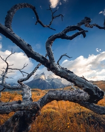 Dead Tree - Torres del Paine NP Chile  by marcograssiphotography