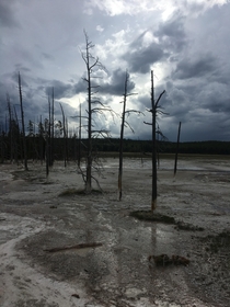 Dead trees at Yellowstone 