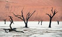 Dead trees on the Deadvlei clay pan Sossusvlei Namibia 
