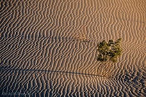 Death Valley --- Mesquite Flat Sand Dunes 
