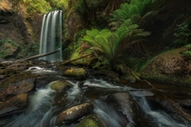 Deep in the Australian Rain Forest x  IG mattfischer_photo