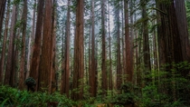 Deep in the Redwoods California x OC