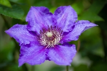 Deep purple clematis flower Portland OR 