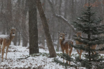 Deer in a snowstorm last winter in Wisconsin
