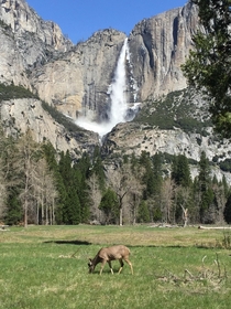 Deer In Front of an Awesome Waterfall in Yosemite CA 