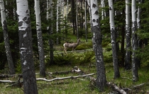 Deer in the forest Jasper Alberta 