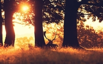 Deer in the sunset 