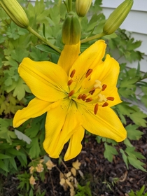 Deformed lily bud finally bloomed its a double flower with twice the stamen in it Never had this happen in the years weve had these flowers This is also the first yellow they are usually orange or red in our garden