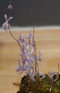 Delicate flowers of Utricularia sandersonii