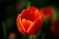 Denver Tulips 