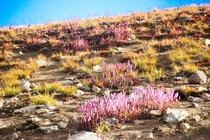 Deosai The flora of land of giants in Skardu Gilgit Baltistan 