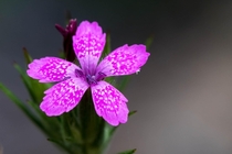 Deptford Pink Dianthus armeria 
