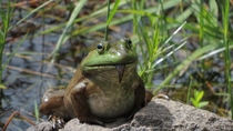 Derpy American Bullfrog 