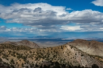 Desert Beauty Pine Grove Nevada x OC