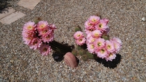 Desert Cactus Flowers after an April Rain in Arizona 