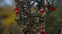 Desert Christmas Cactus Cylindropuntia leptocaulis 