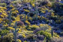 Desert Hillside Full of Color wBonus Wildlife Tucson AZ USA 
