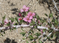 Desert Peach - Prunus andersonii 