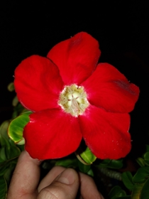 Desert Rose at Night