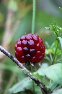 Dewberry Rubus flagellaris 