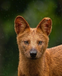 Dhole or Asiatic Wild Dog