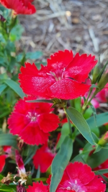 Dianthus with the last speckles of morning dew